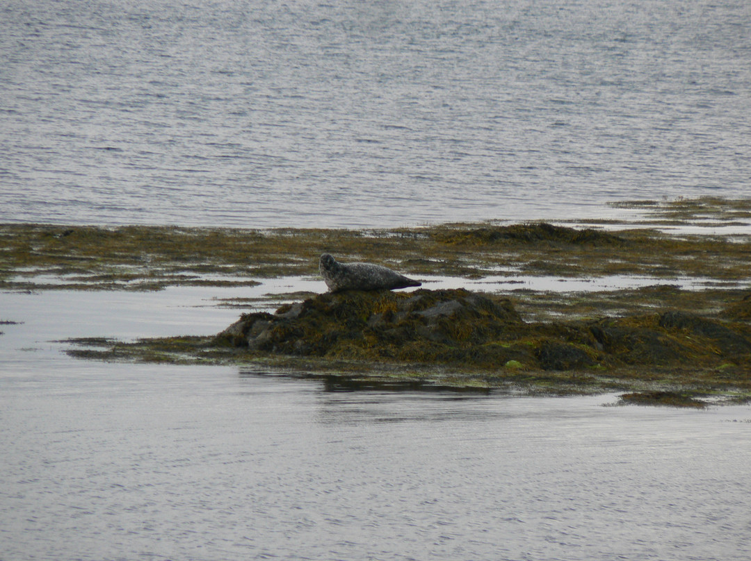 Discover Mull Tours景点图片