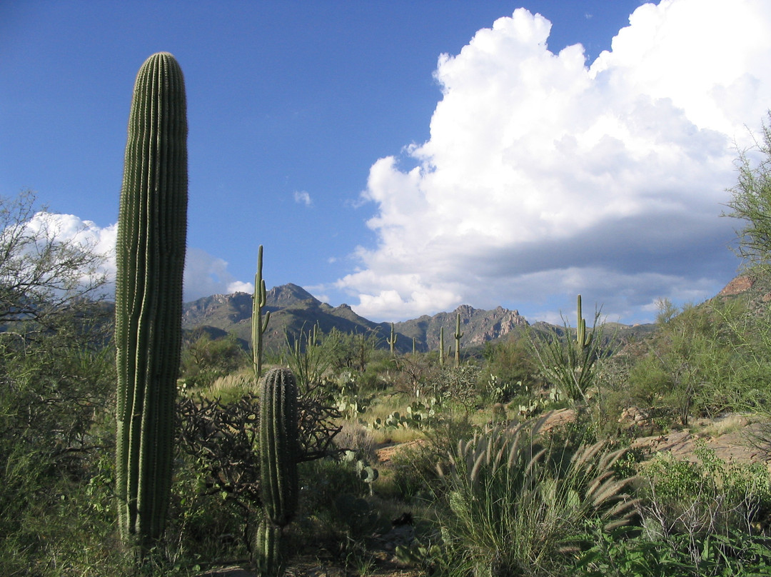 萨比诺峡谷-图森必去景点