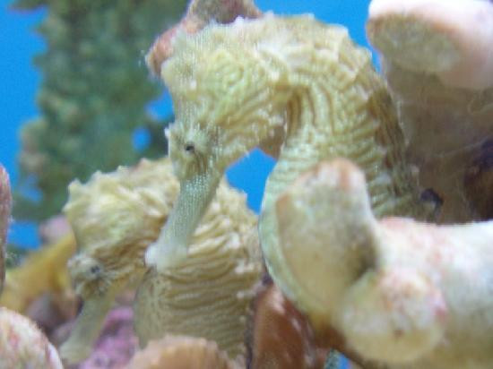 Coral World Ocean Park-Smith Bay必去景点