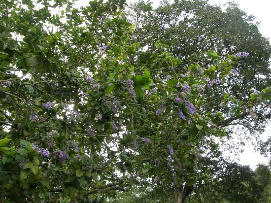Royal Botanical Gardens-西班牙港必去景点