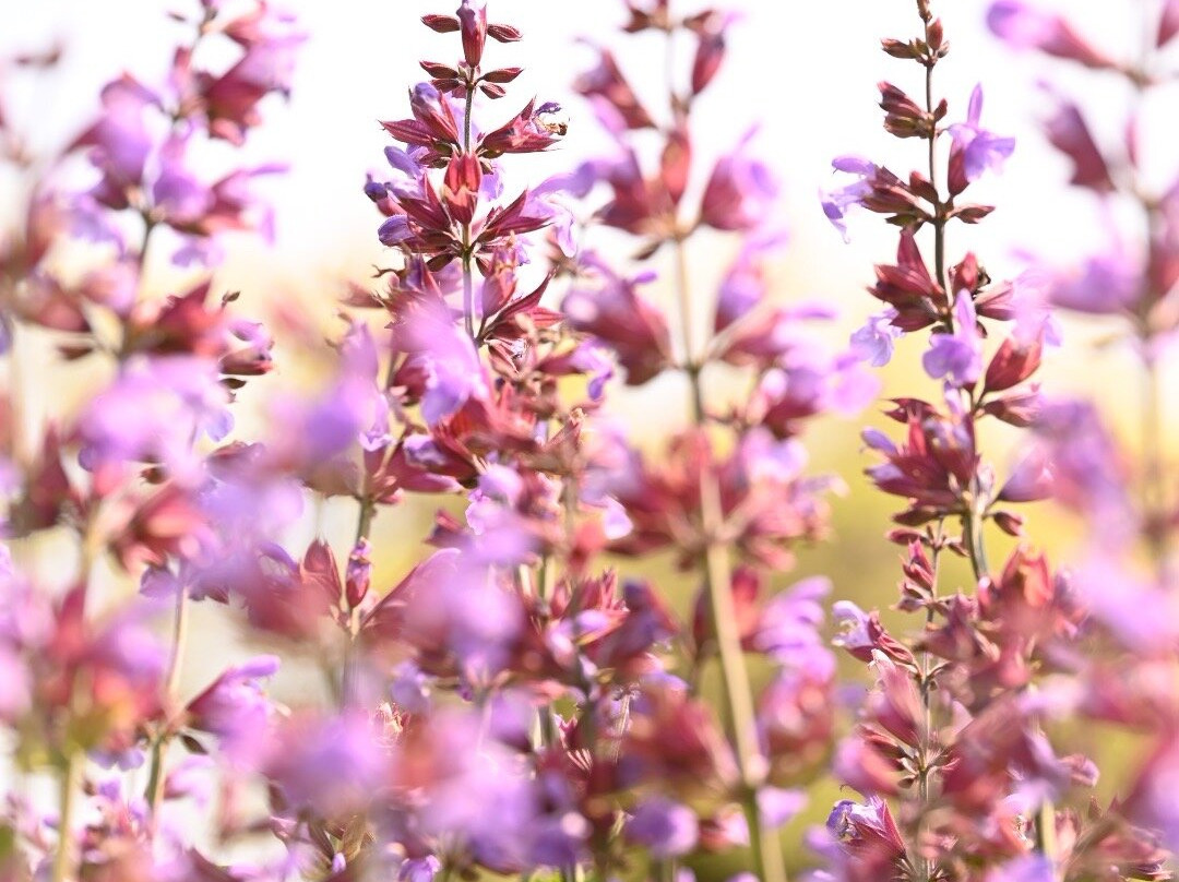 Capture Nantucket-楠塔基特必去景点