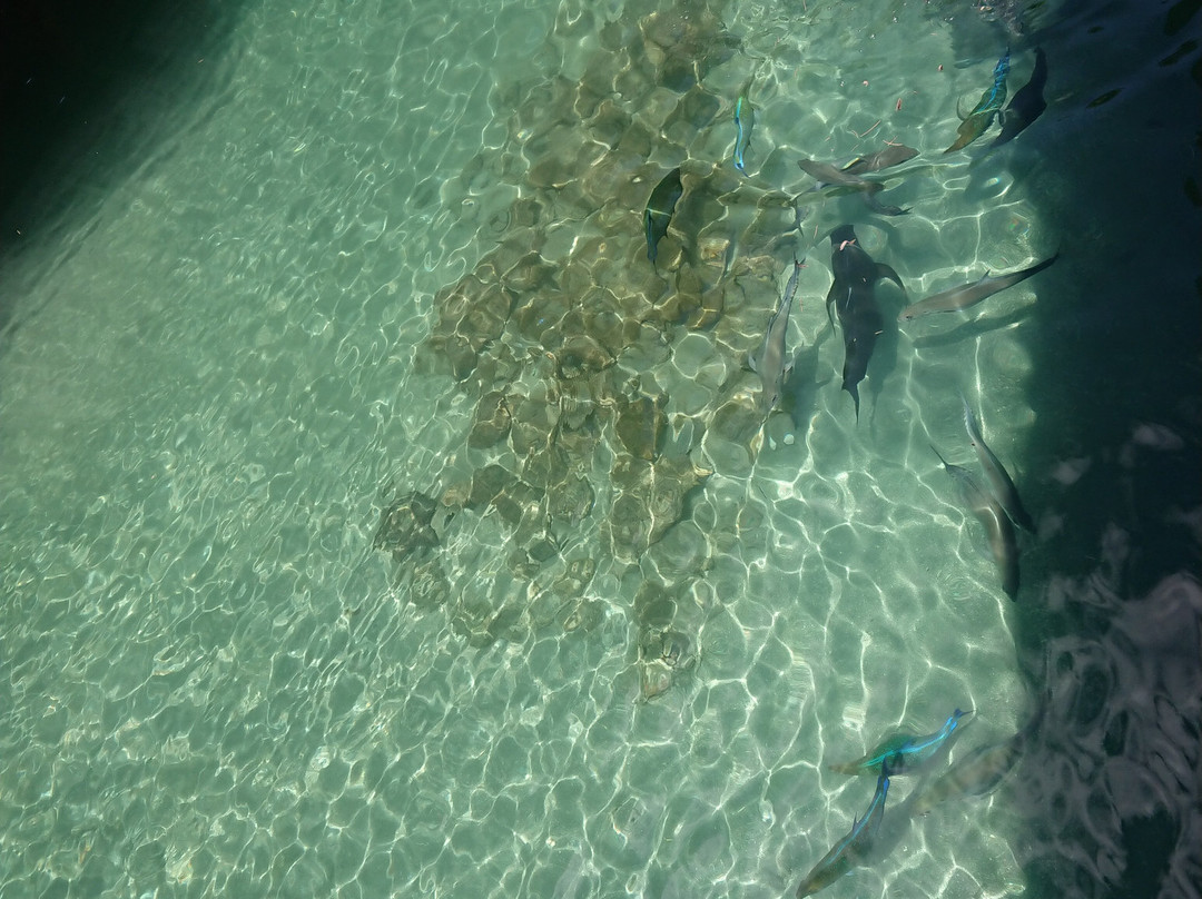 Sibadan Fish Cage主图