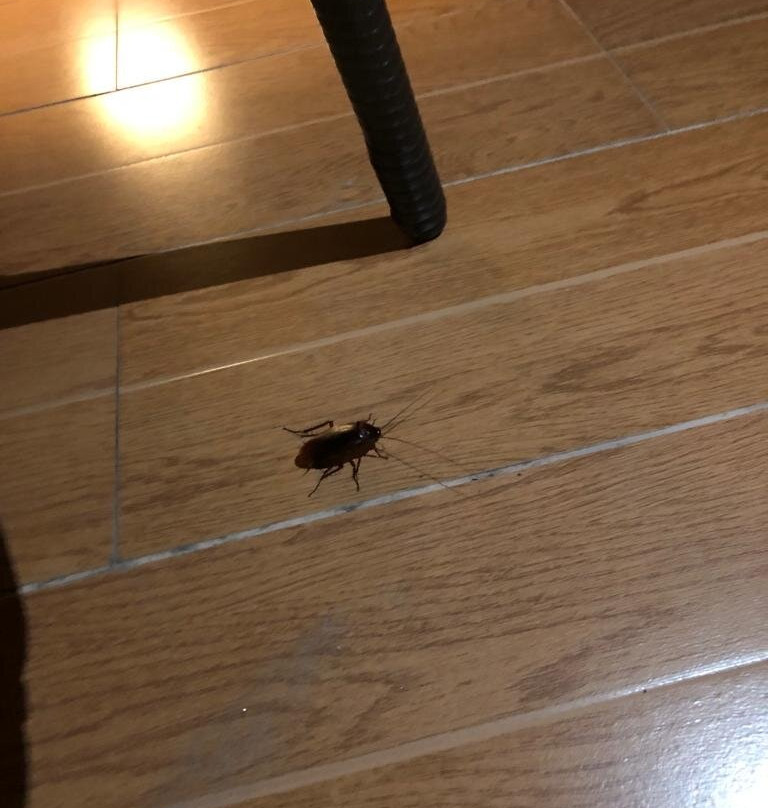 呼尔胡维拉海滩椰子树酒店主图