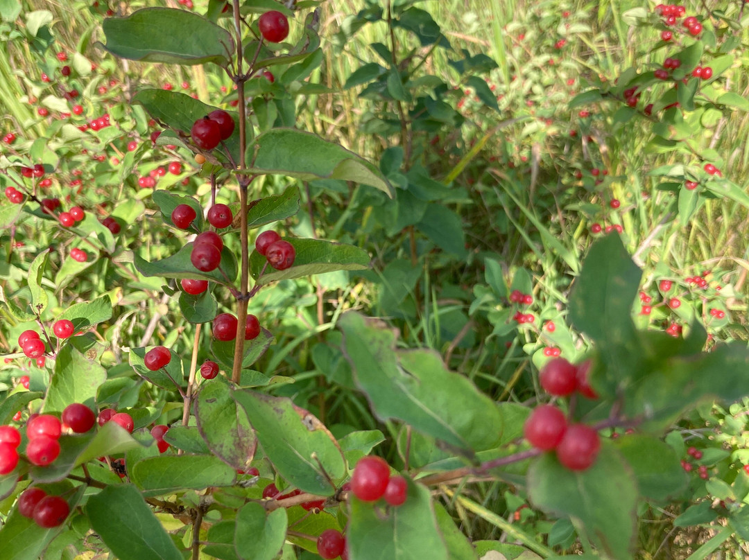 Charles A. Lindbergh State Park-Little Falls必去景点