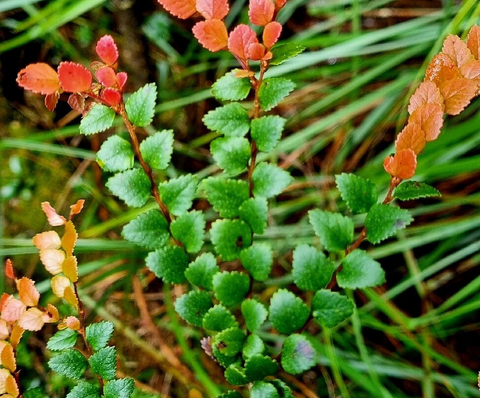 World Heritage Cruises-斯特拉恩必去景点