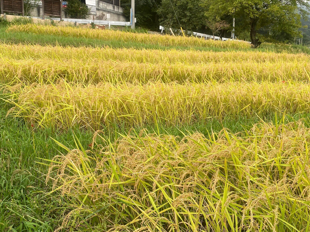 Terasaka Rice Terraces-横濑町必去景点