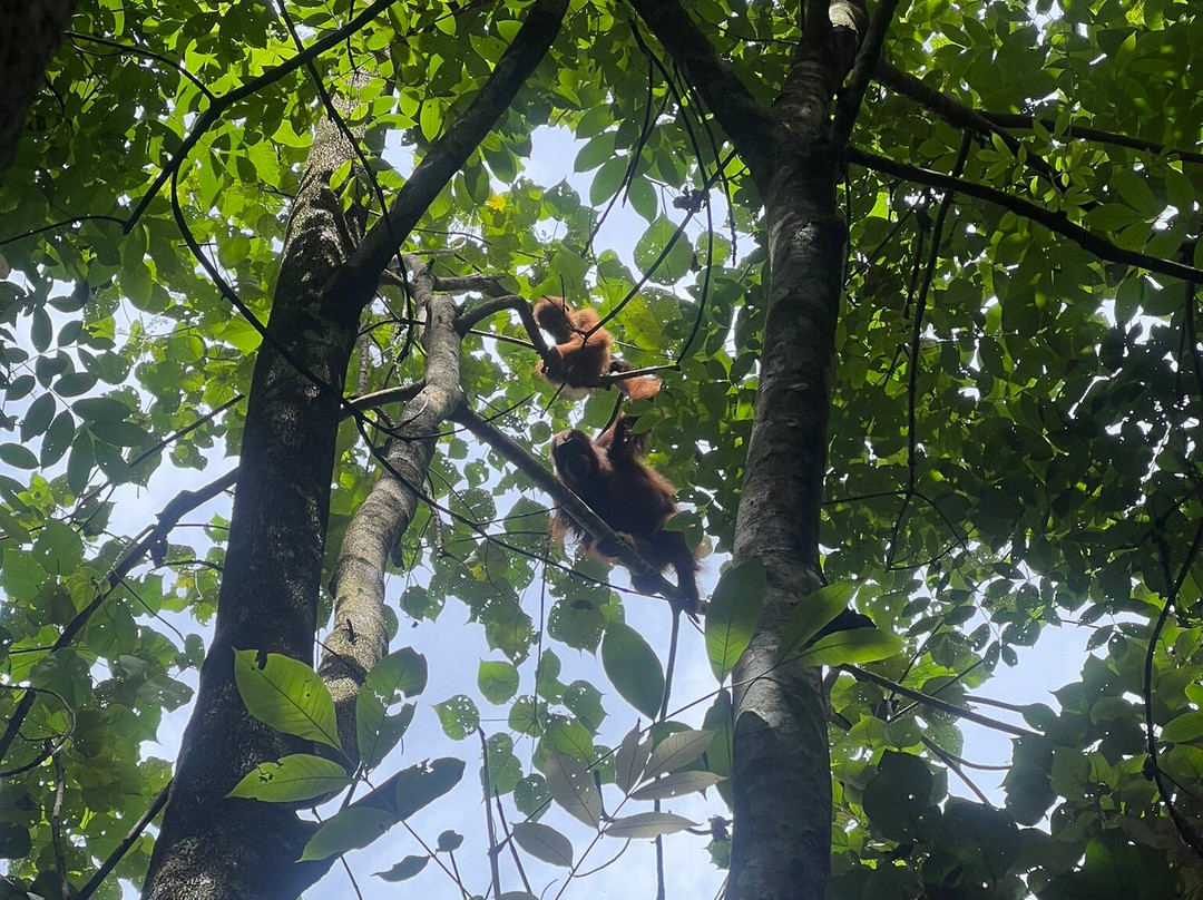 Ketambe Jungle Tour with Putra-Ketambe必去景点