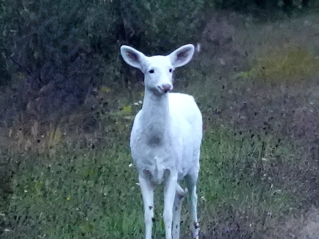 Deer Haven Park景点图片
