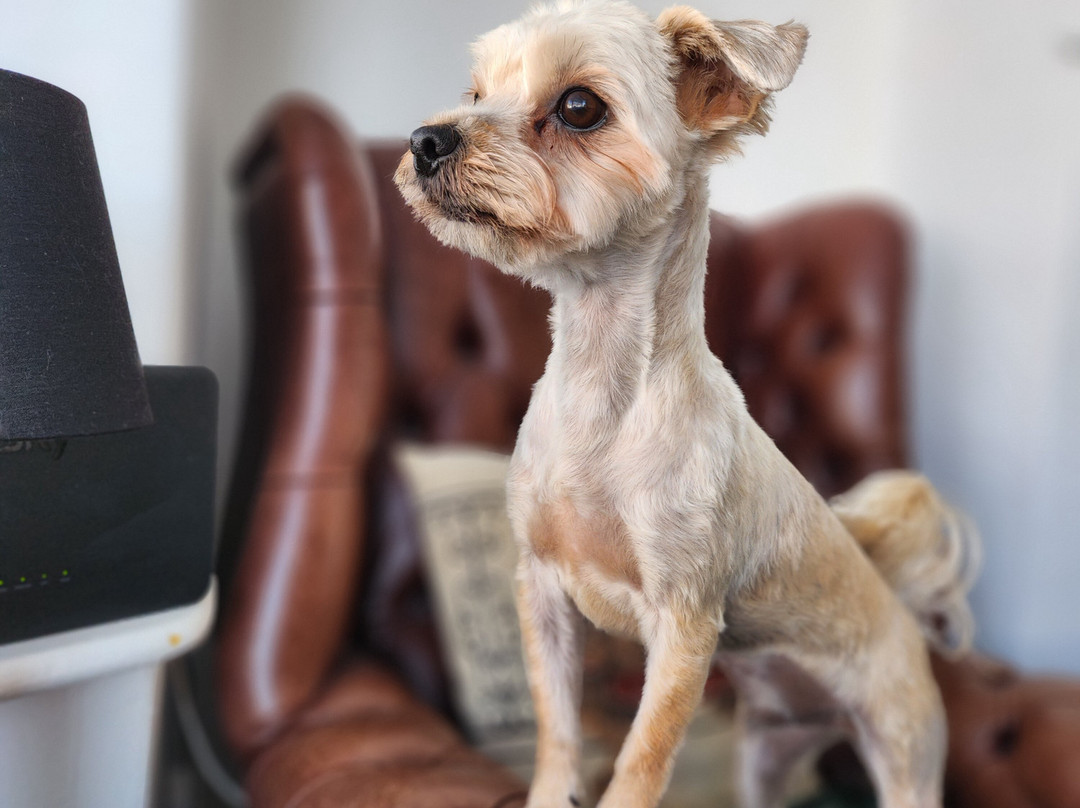 Hair Of The Dog景点图片