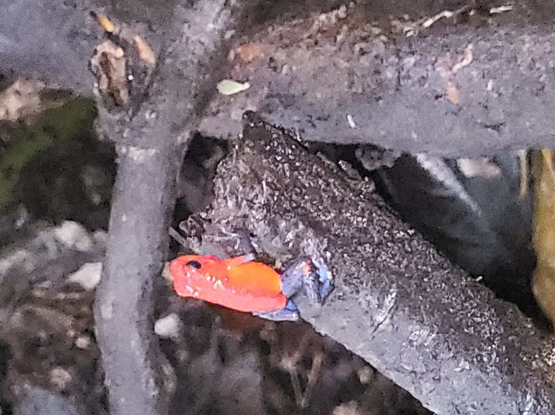 AyE Tours Travel Costa Rica-圣何塞必去景点