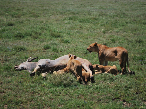 A TO ZEBRA EXPERIENCE-阿鲁沙必去景点