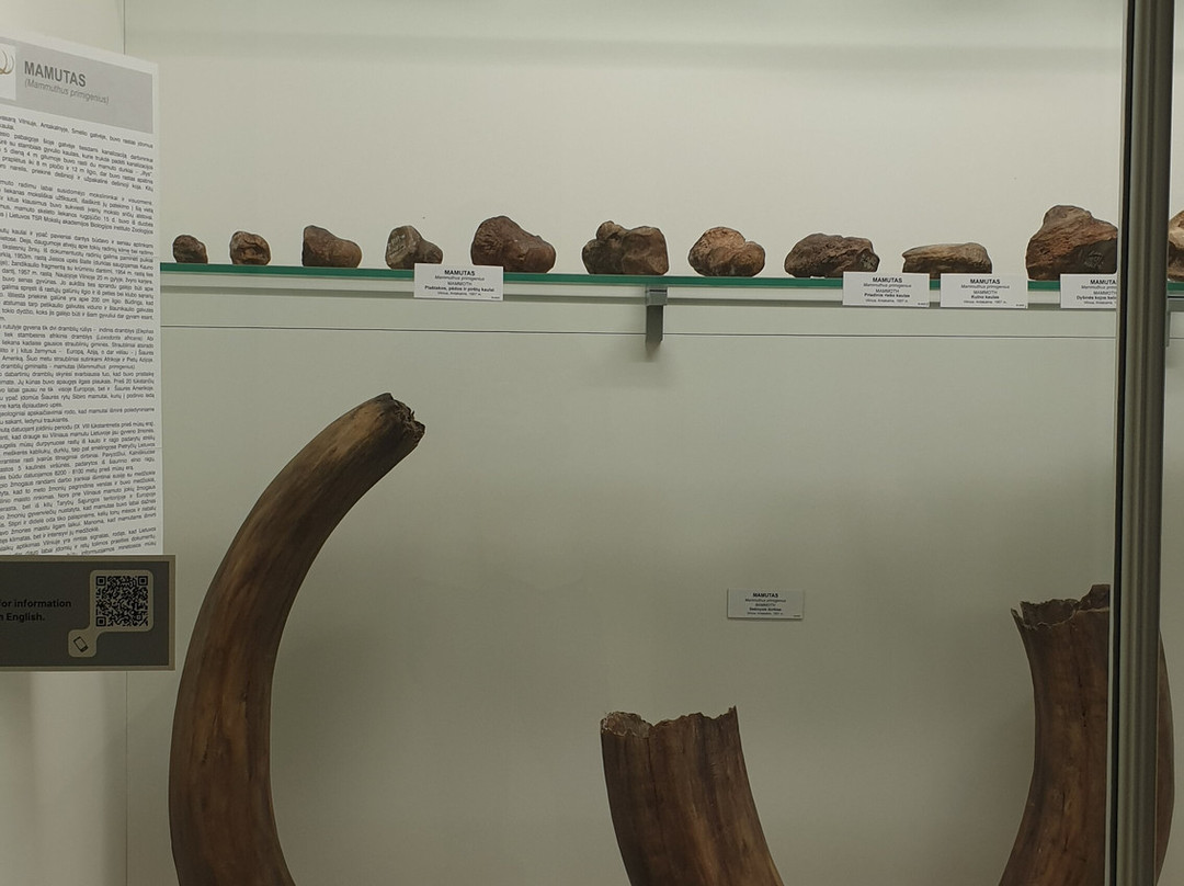 Kauno Tado Ivanausko Zoologijas Muziejus-考那斯必去景点