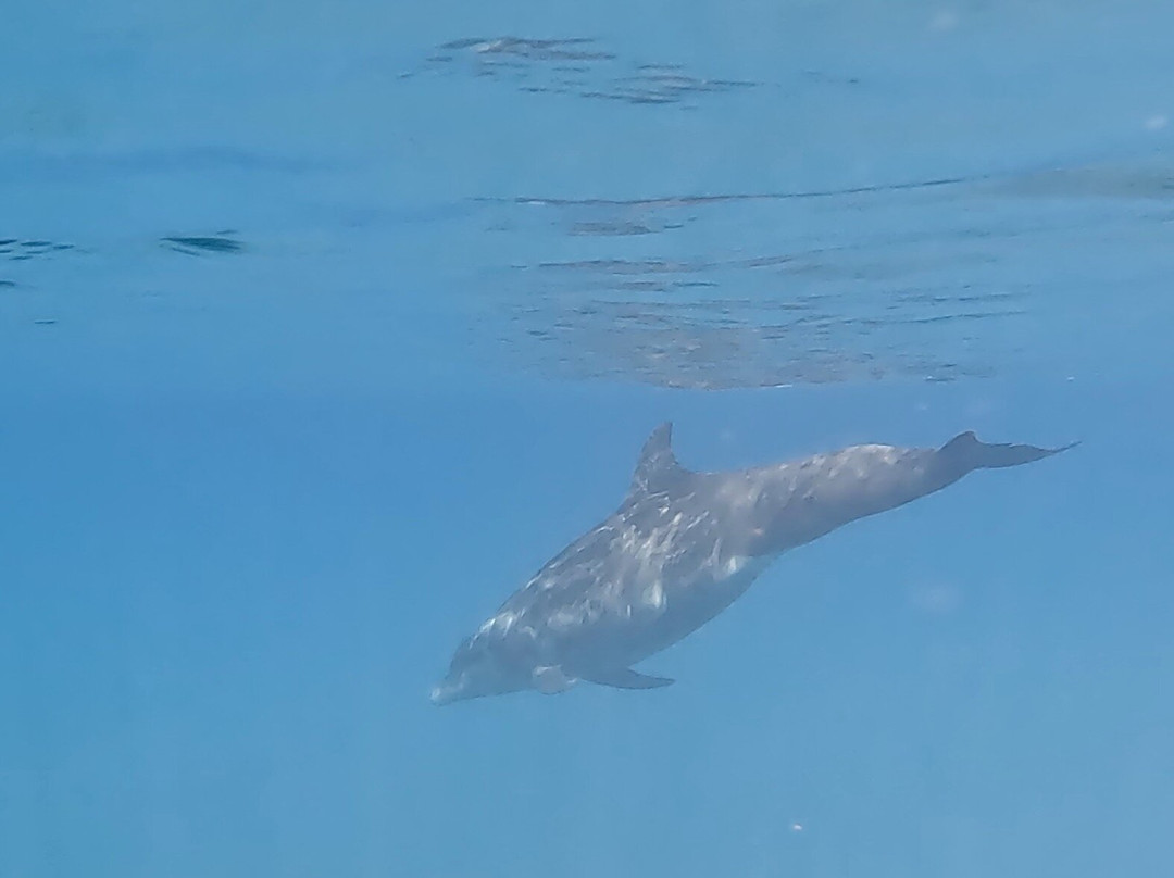 Golfo Dulce Retreat主图