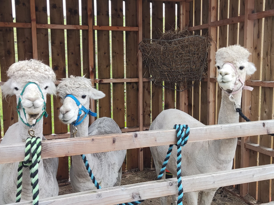 Cairngorm Alpacas景点图片