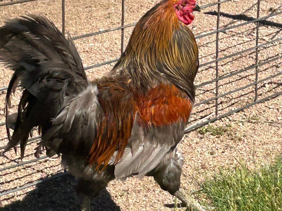 Old MacDonald's Farm-拉皮德城必去景点