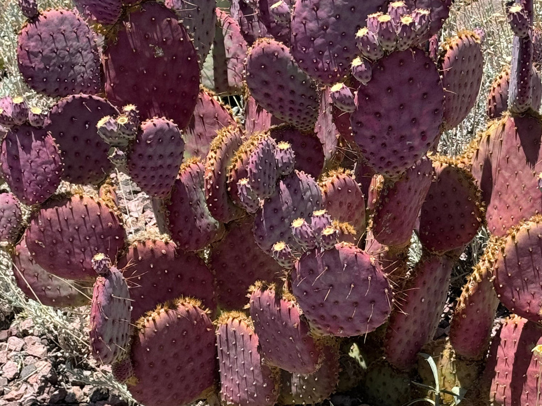 Fifth Avenue-斯科茨代尔必去景点