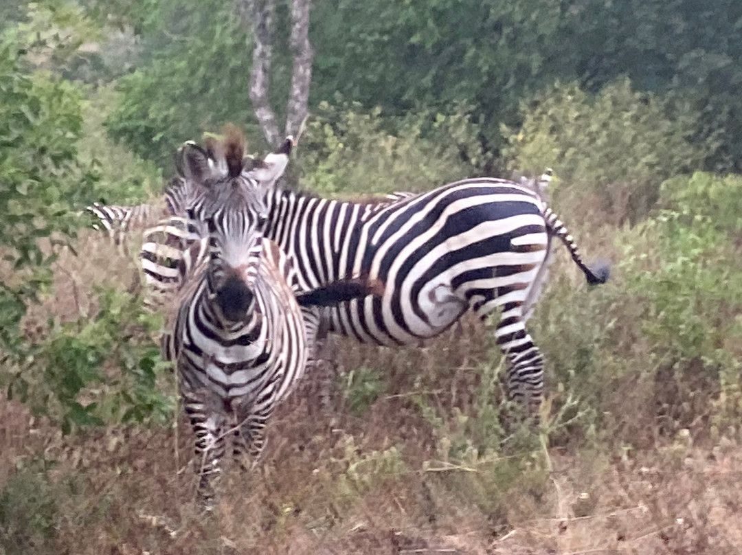 Bujuku Eco Tours & Travel Ltd-Kasese必去景点