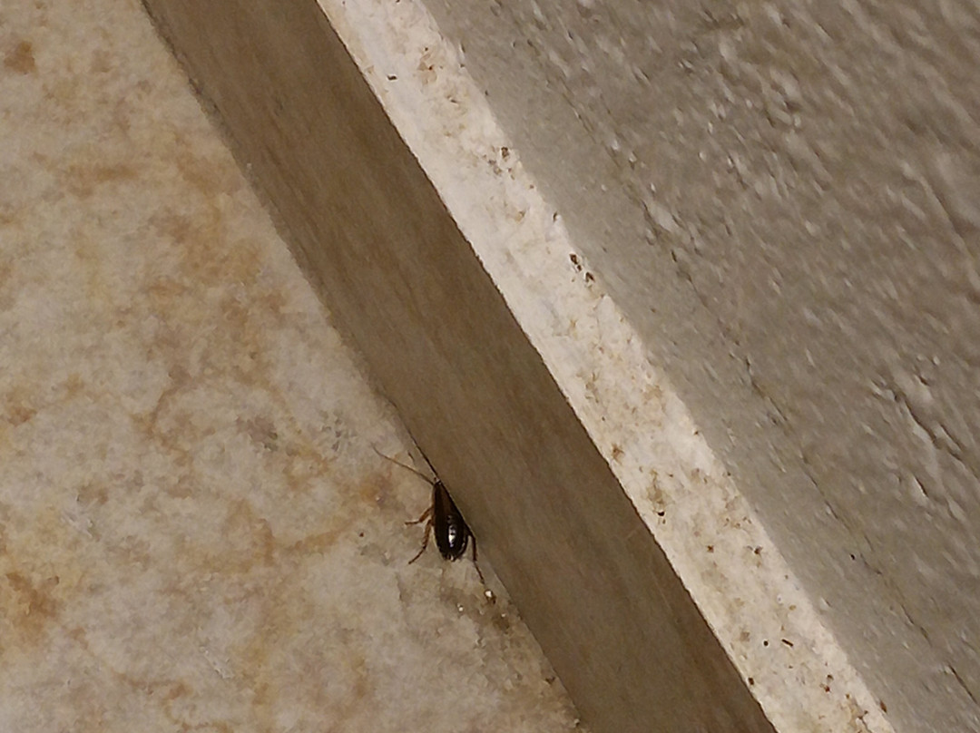 Super 8 by Wyndham Ridgecrest主图