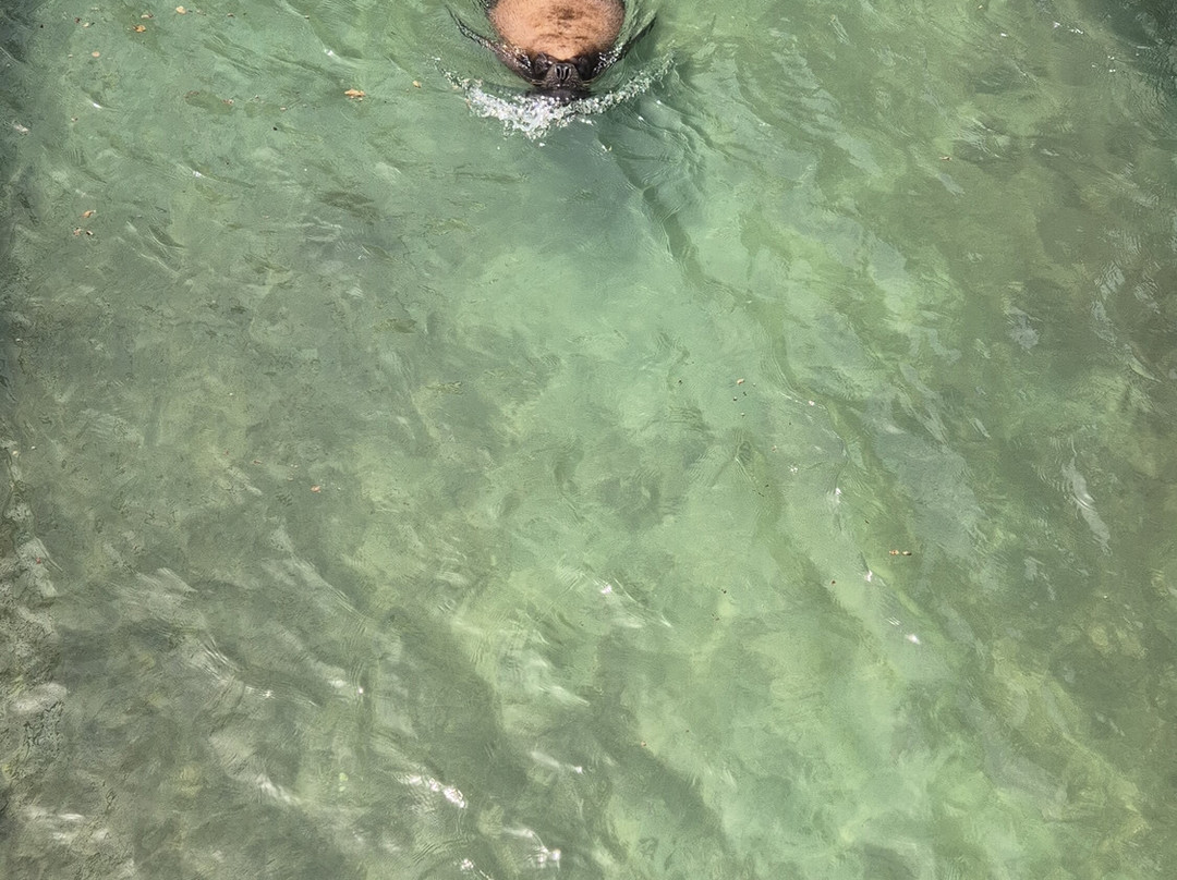 Delfinario Cayo Naranjo-Rafael Freyre必去景点