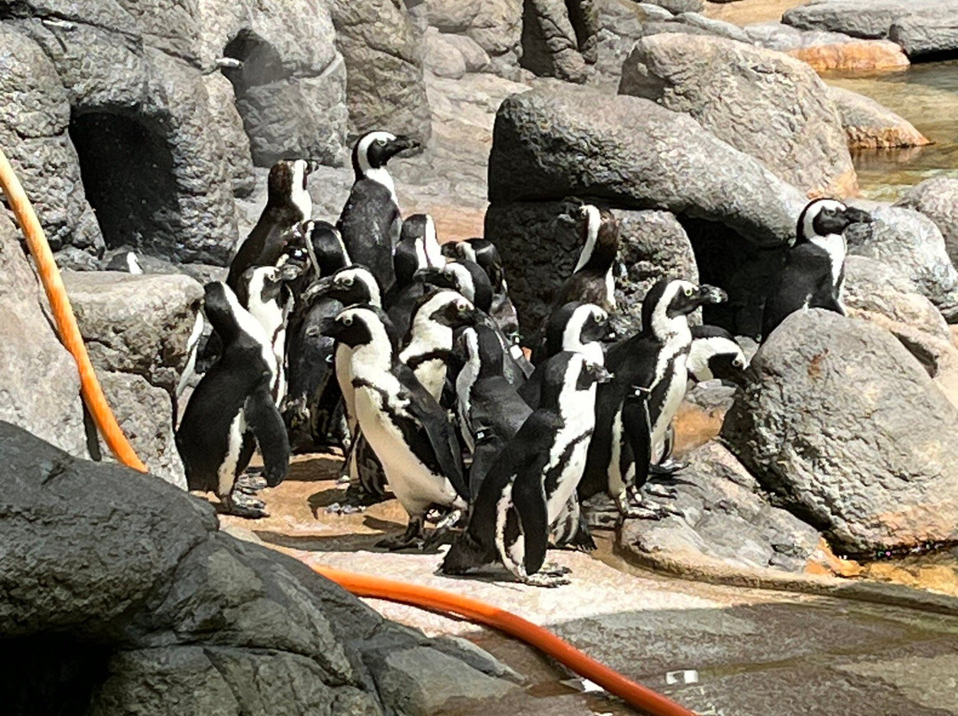 Adventure Aquarium景点图片