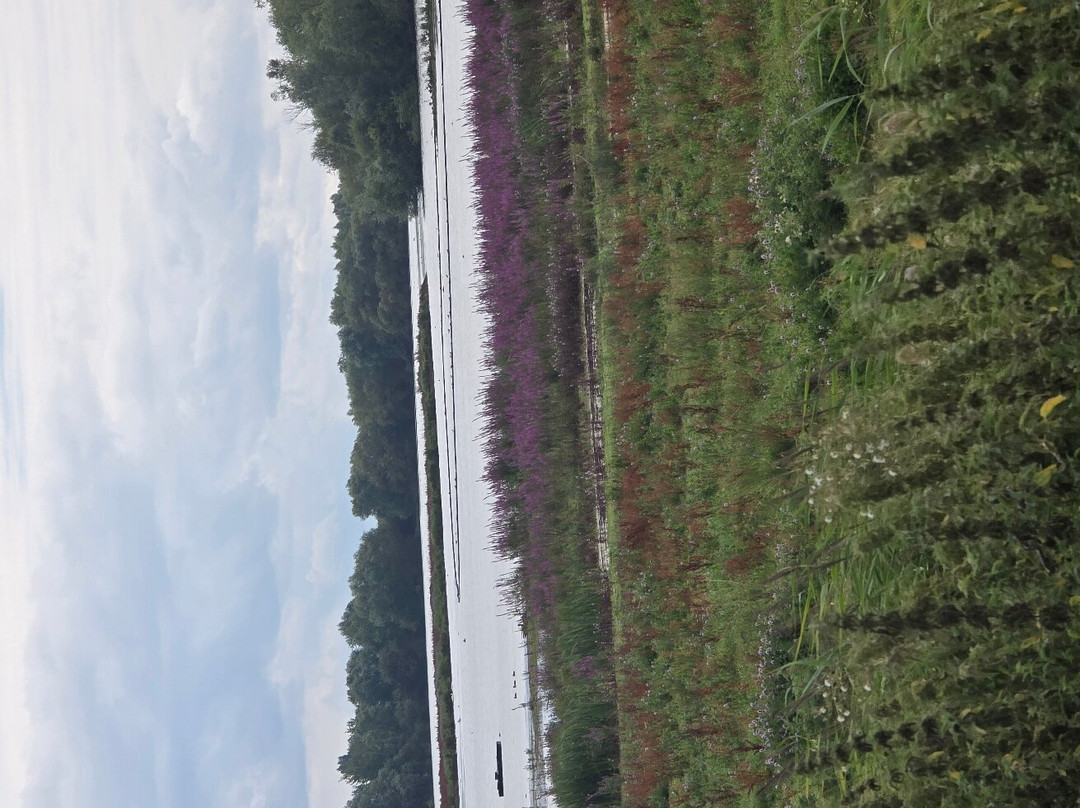RSPB Fen Drayton Lakes景点图片