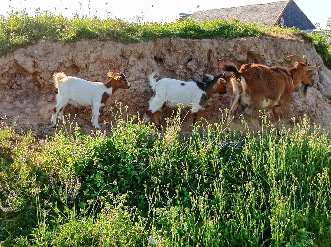 La ferme de Brossard景点图片