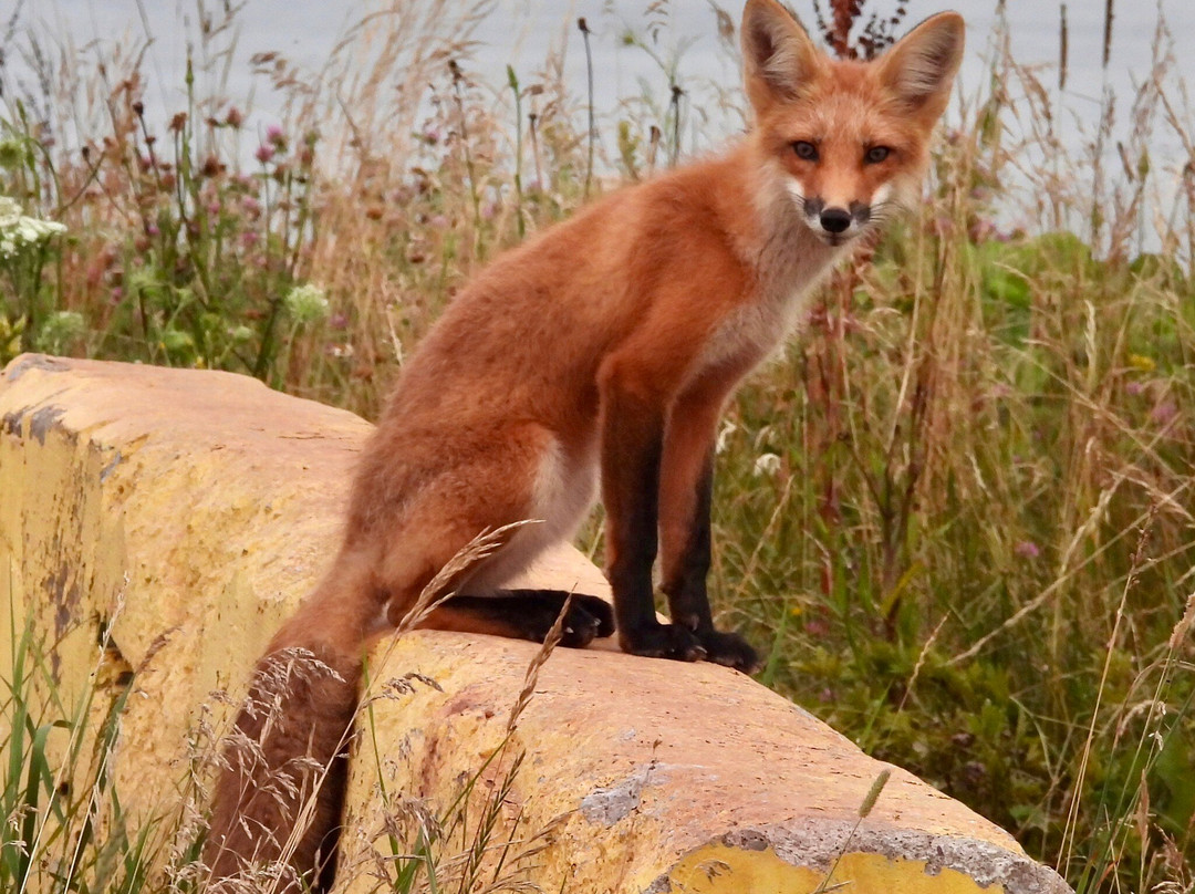 Souris Lighthouse-Souris必去景点