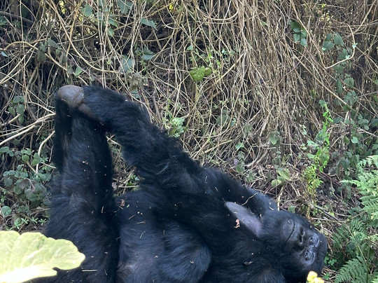 Uber Luxe Safaris-吉佳利必去景点