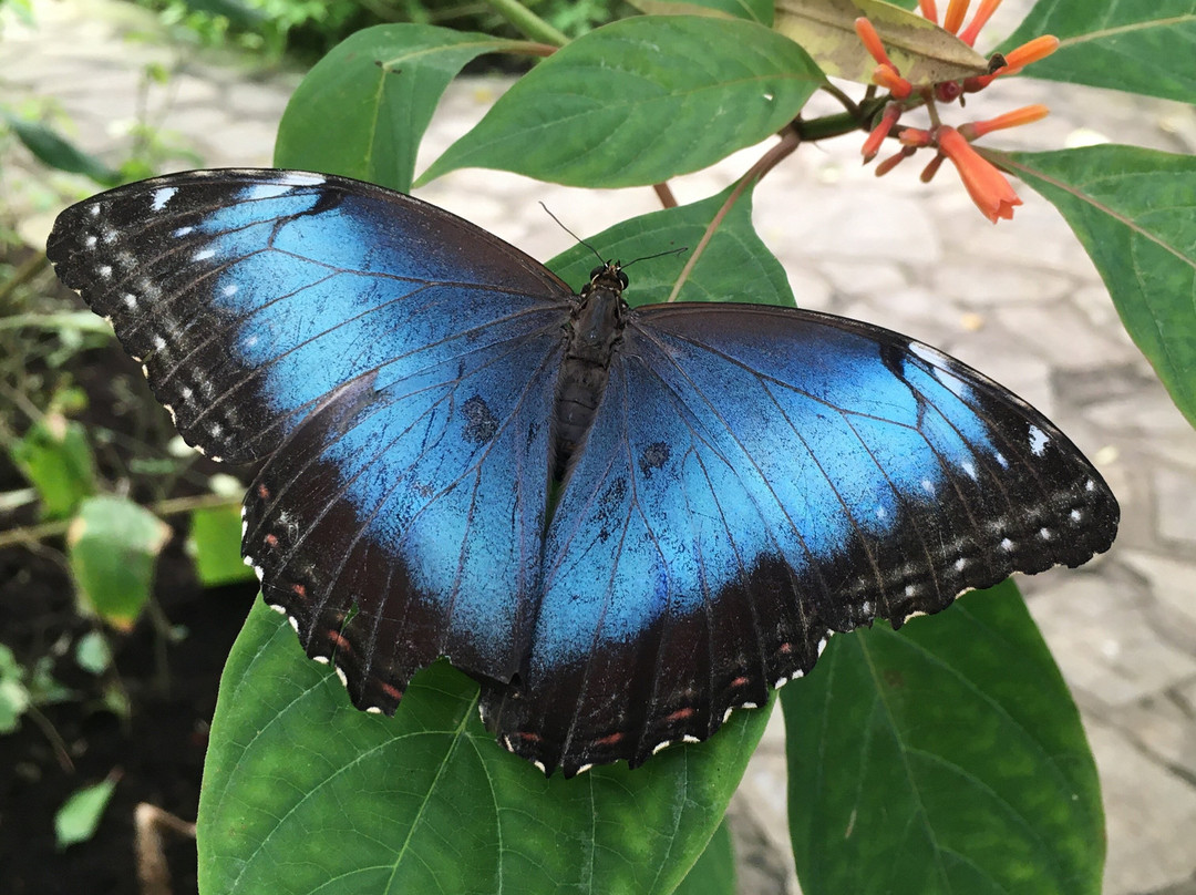 Butterfly Paradise:"Papiliorama"景点图片