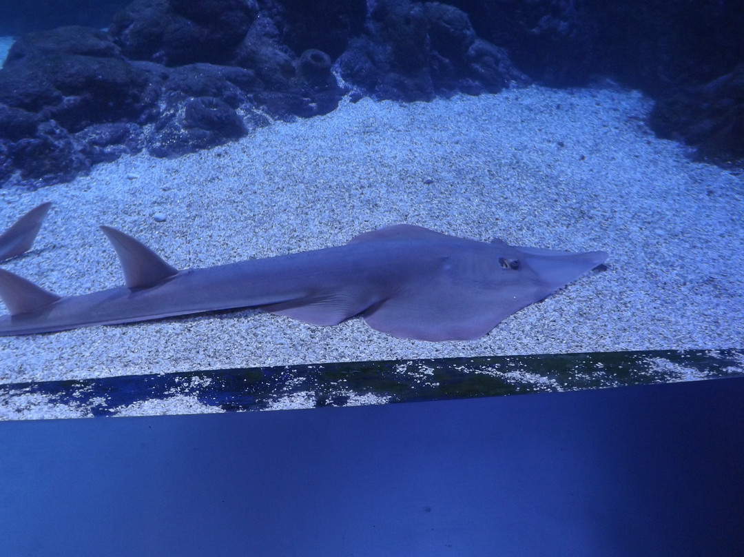 Atlantis Aquarium Madrid-阿罗约莫利诺斯必去景点
