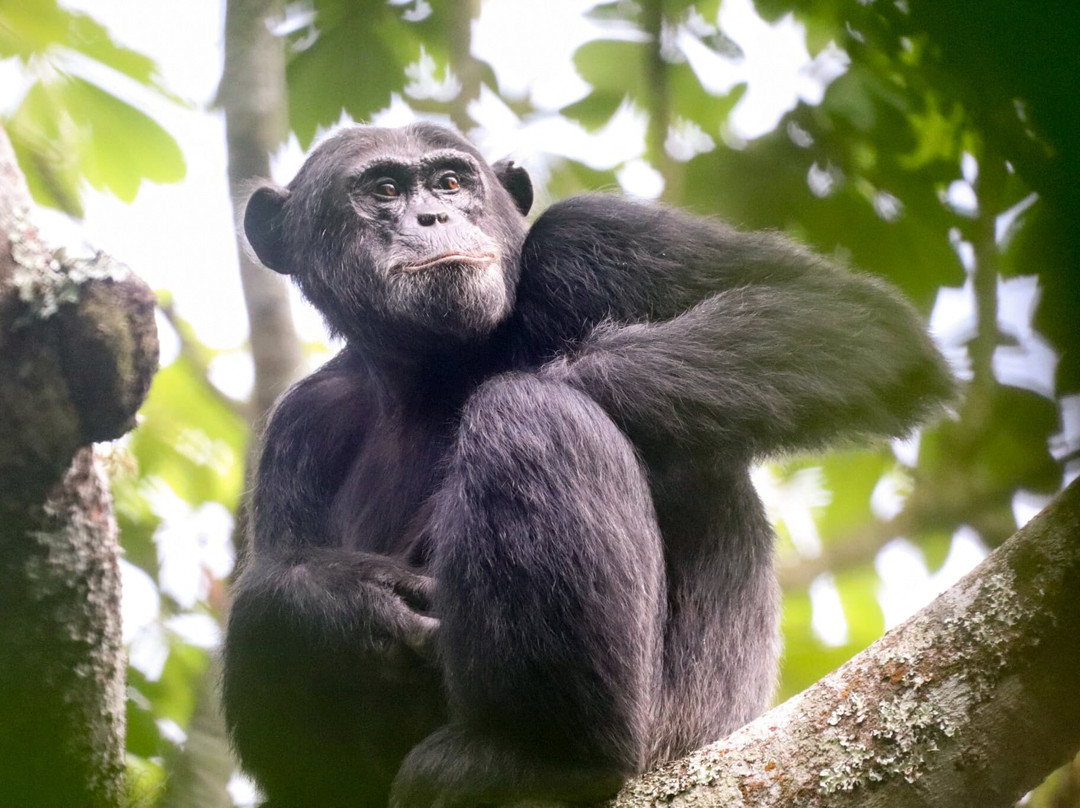 Budongo Forest Chimpanzee Tracking景点图片