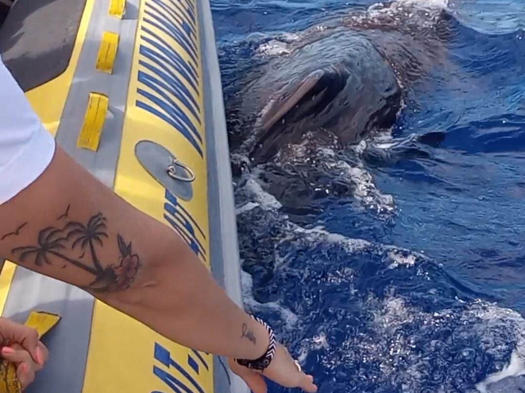 Water4fun - Whale Watching Terceira island-亚速尔群岛英雄港中心区必去景点