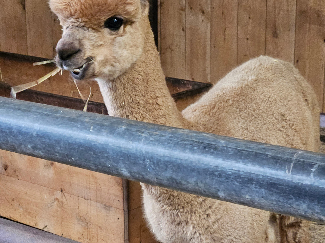 Alpacafarm Vorstenbosch景点图片