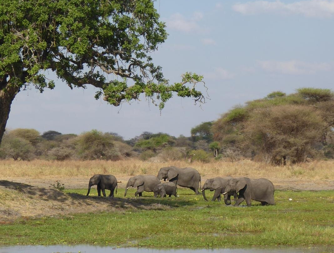 Alledom Safaris-阿鲁沙必去景点