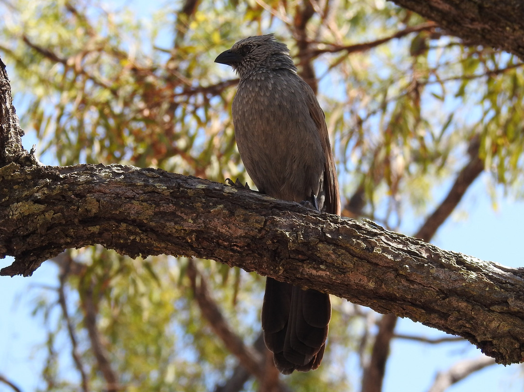 Birdwatching Tropical Australia-Mossman必去景点