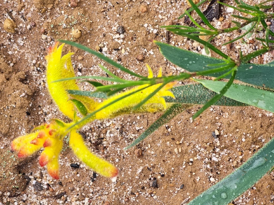 Lesueur National Park-朱里恩湾必去景点
