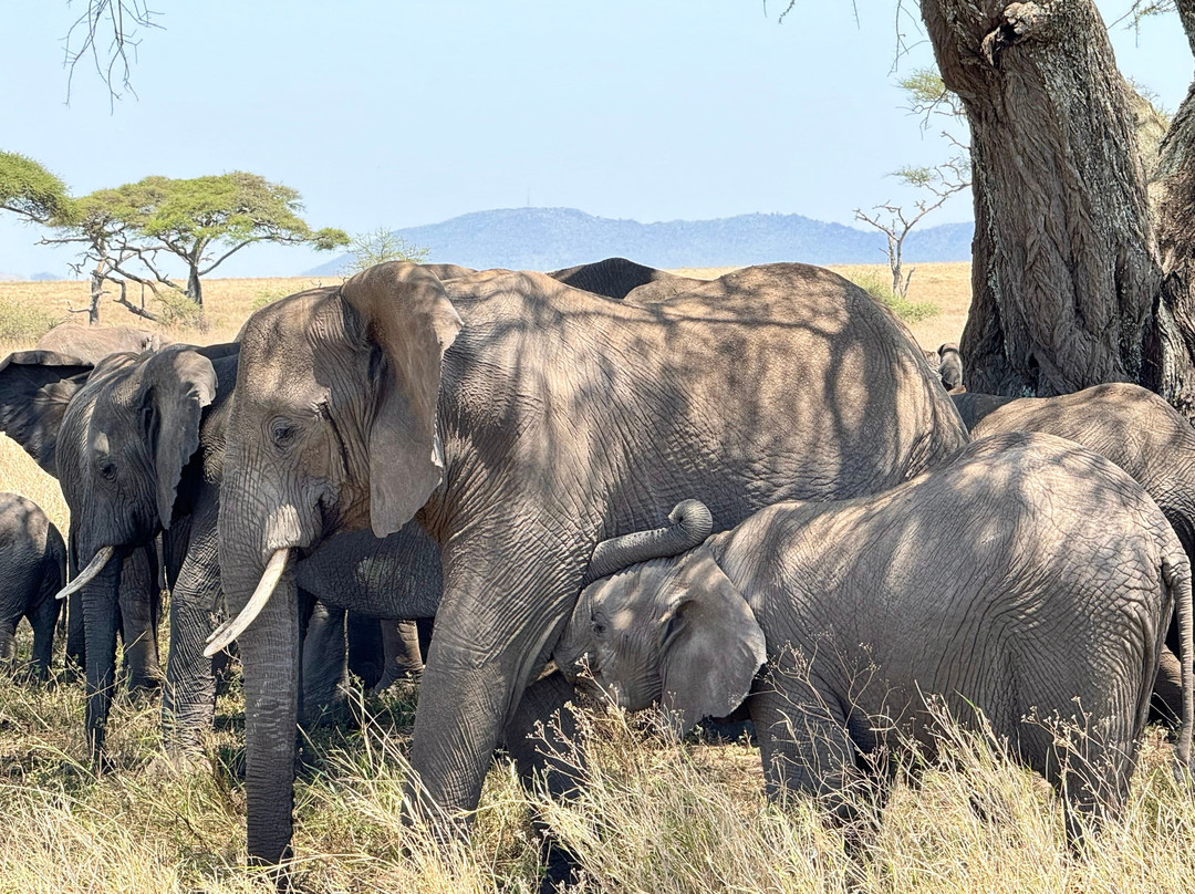 Kilimanjaro Vikings Adventures景点图片