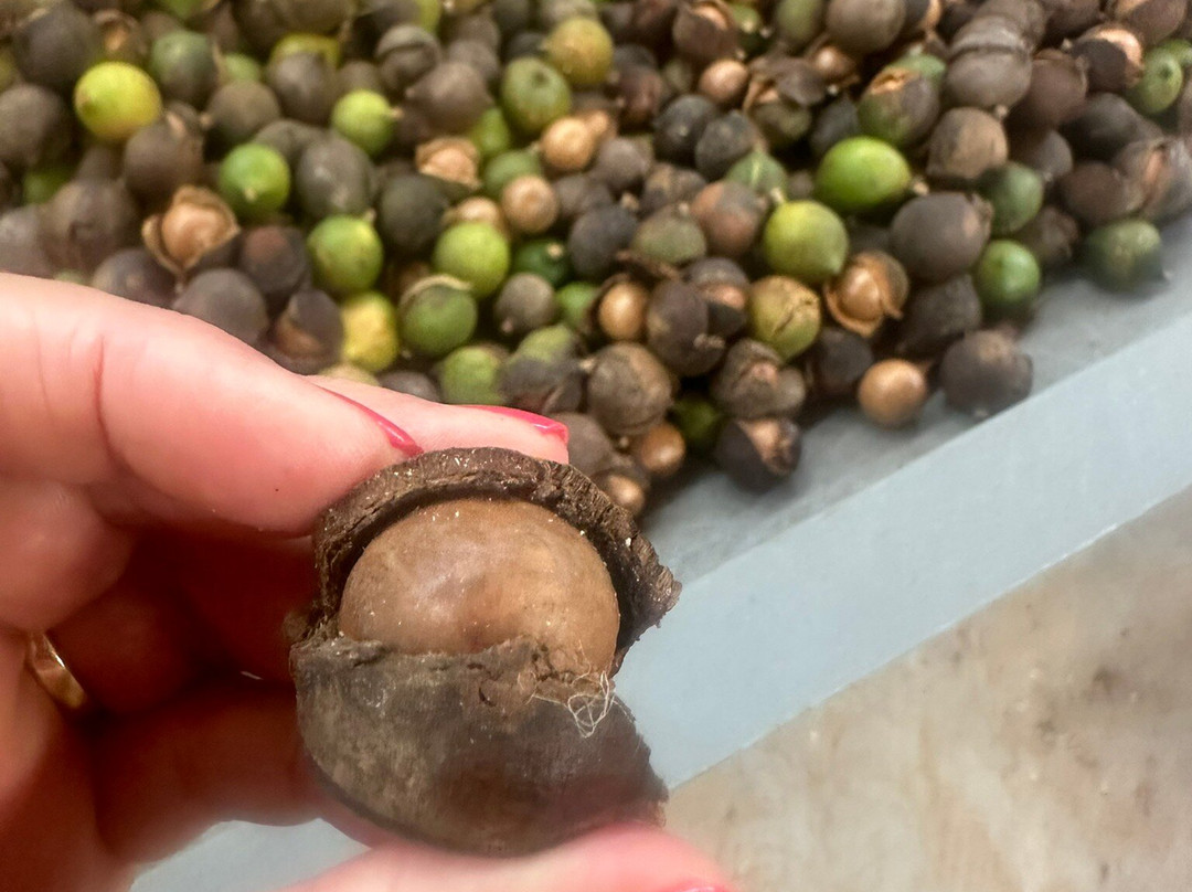 Sacred Grounds Coffee Farm-库克船长必去景点