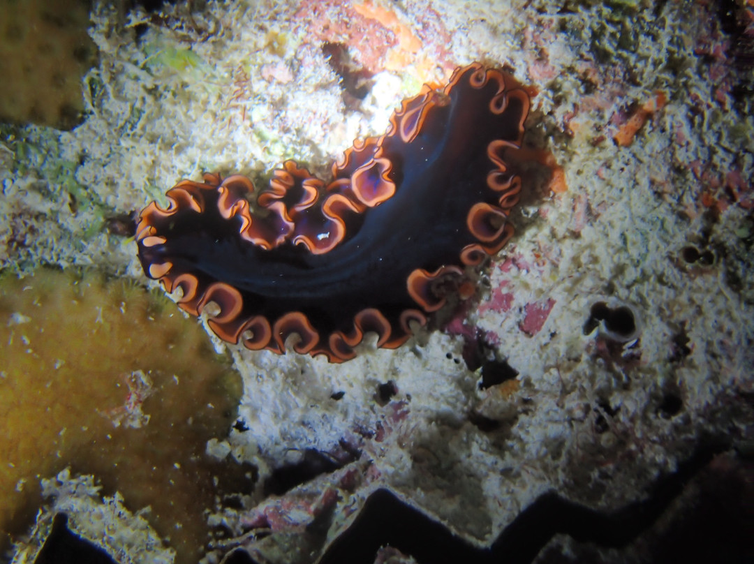 Pole Pole Divers Diving Center-江比阿尼必去景点