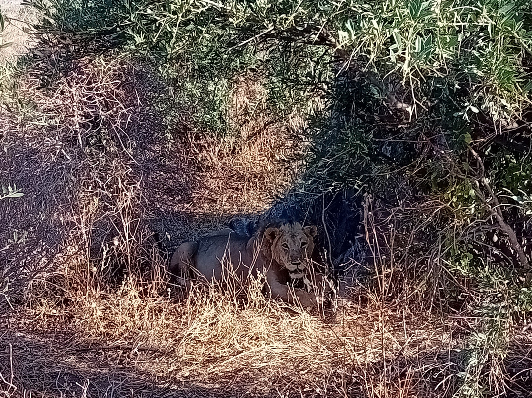 Safari Fleva-Dar es Salaam必去景点