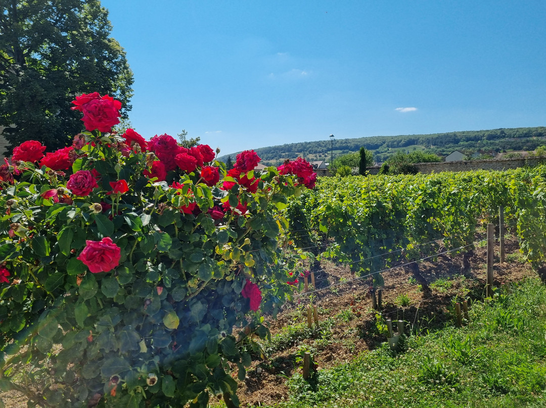 Domaine Famille Picard-Chassagne-Montrachet必去景点