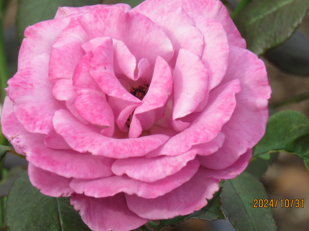 Aramaki Rose Garden-伊丹市必去景点