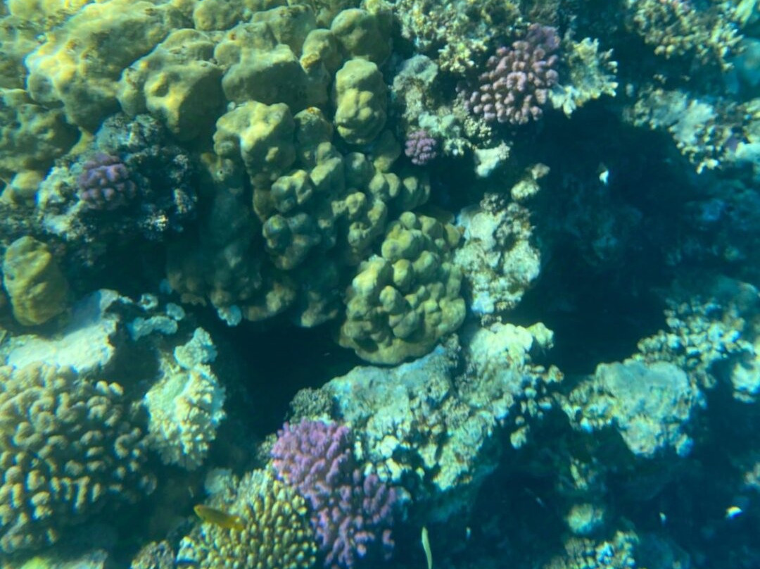 Marsa Alam Tours Diving-Port Ghalib必去景点