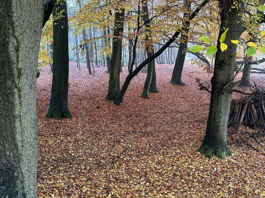 Delamere Forest Park景点图片