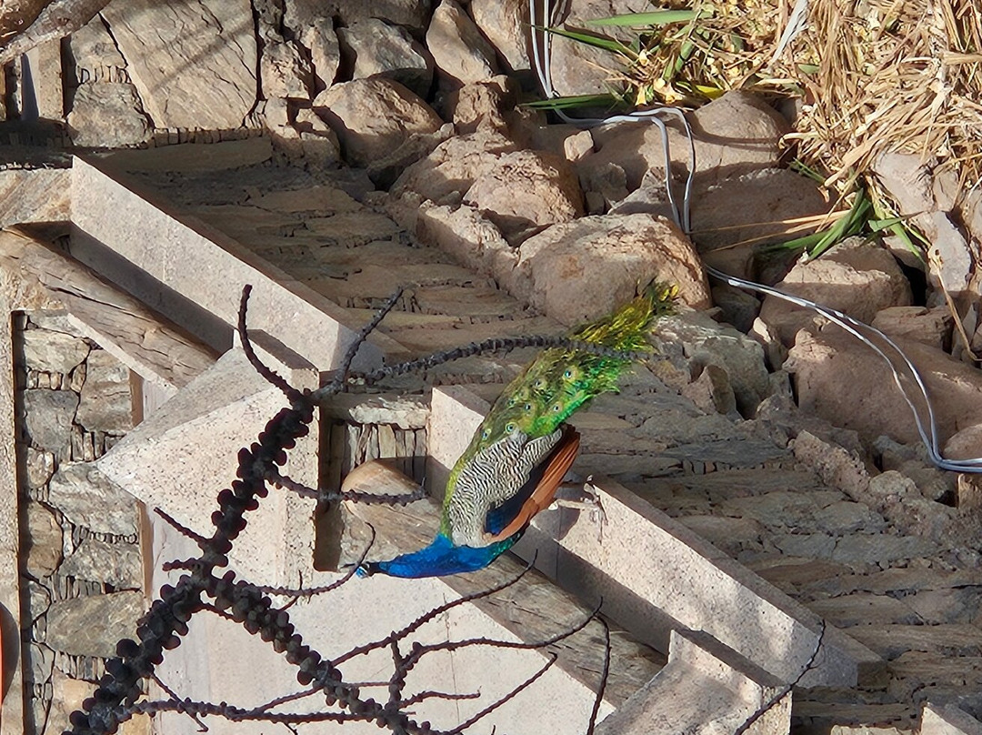 Cactualdea Park景点图片