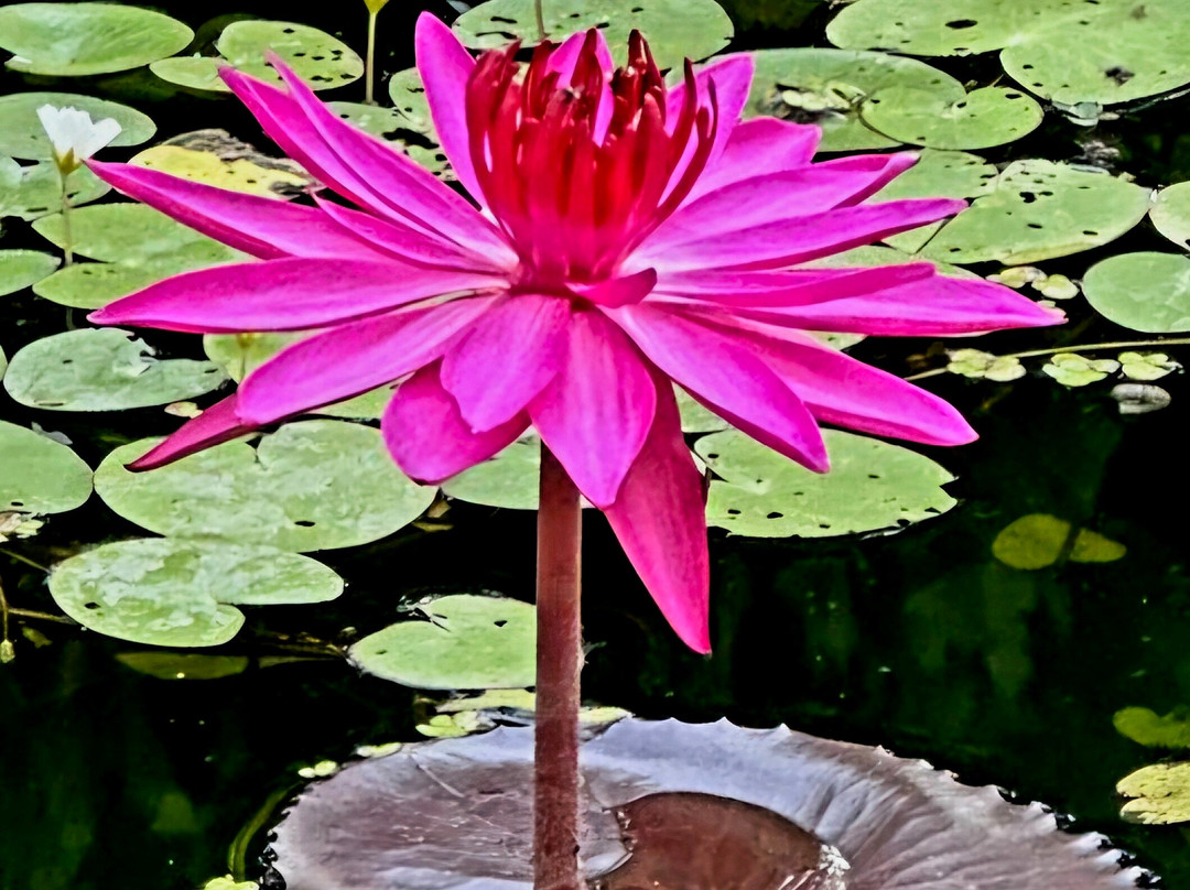 Ayurveda Kuren Maho主图