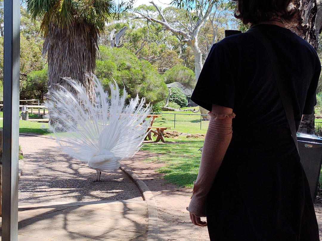 Urimbirra Wildlife Park-维克多港必去景点