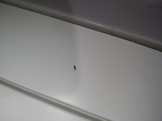 Super 8 by Wyndham Lees Summit主图