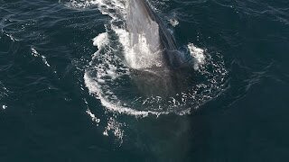 Baja Wild Encounters-La Ventana必去景点