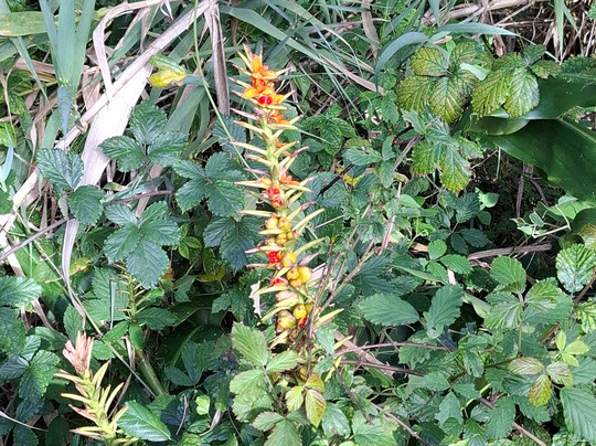 Into The Wild Madeira-里贝拉布拉瓦必去景点